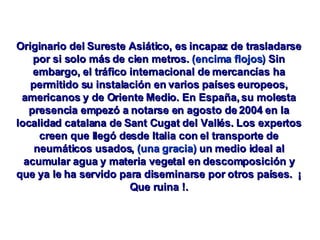 Originario del Sureste Asiático, es incapaz de trasladarse por si solo más de cien metros.  (encima flojos)  Sin embargo, el tráfico internacional de mercancías ha permitido su instalación en varios países europeos, americanos y de Oriente Medio. En España, su molesta presencia empezó a notarse en agosto de 2004 en la localidad catalana de Sant Cugat del Vallés. Los expertos creen que llegó desde Italia con el transporte de neumáticos usados,  (una gracia)  un medio ideal al acumular agua y materia vegetal en descomposición y que ya le ha servido para diseminarse por otros países.  ¡ Que ruina !. 