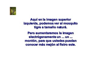 Aquí en la imagen superior izquierda, podemos ver al mosquito tigre a tamaño naturá. Pero aumentaremos la imagen electrógenamente un ... un ... montón, para que ustedes puedan conocer más mejón al fistro este. 