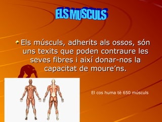 Els músculs, adherits aallss oossssooss,, ssóónn 
uunnss tteexxiittss qquuee ppooddeenn ccoonnttrraauurree lleess 
sseevveess ffiibbrreess ii aaiixxíí ddoonnaarr--nnooss llaa 
ccaappaacciittaatt ddee mmoouurree’’nnss.. 
El cos huma tè 650 músculs 
 