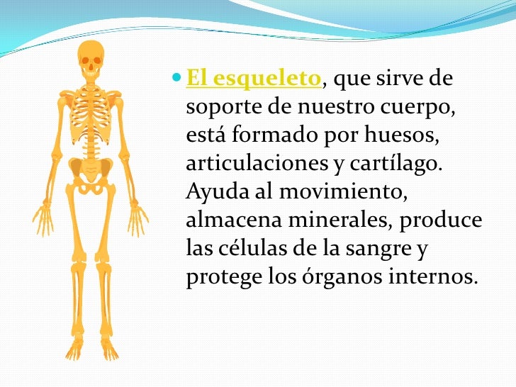 Para Que Sirven Los Huesos Sesamoideos
