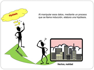 Hipótesis Hechos, realidad Inducción Al manipular esos datos, mediante un proceso que se llama inducción, elabora una hipótesis.  