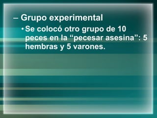 Grupo experimental Se colocó otro grupo de 10 peces en la “pecesar asesina”: 5 hembras y 5 varones.  