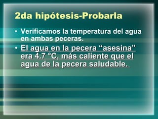 2da hipótesis-Probarla Verificamos la temperatura del agua en ambas peceras.   El agua en la pecera “asesina” era 4.7 °C, más caliente que el agua de la pecera saludable.  