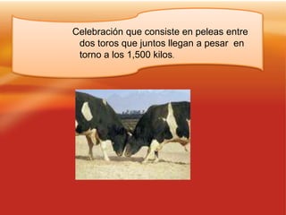 Celebración que consiste en peleas entre
dos toros que juntos llegan a pesar en
torno a los 1,500 kilos.
 