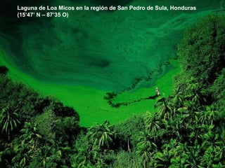 Laguna de Loa Micos en la región de San Pedro de Sula, Honduras (15’47’ N – 87’35 O) 