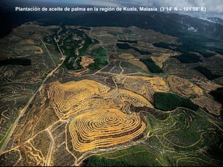 Plantación de aceite de palma en la región de Kuala, Malasia  (3’14’ N – 101’58’ E) 