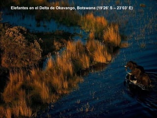 Elefantes en el Delta de Okavango, Botswana (19’26’ S – 23’03’ E) 