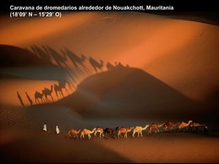 Caravana de dromedarios alrededor de Nouakchott, Mauritania (18’09’ N – 15’29’ O) 