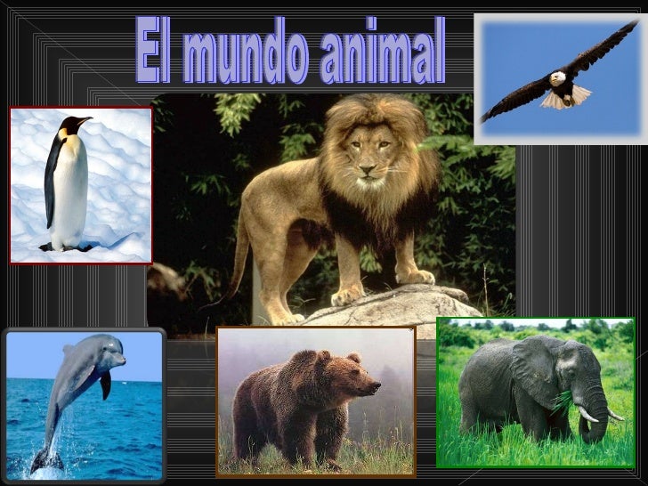 El mundo animal.