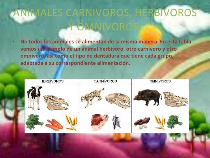 Tiburon Es Carnivoro Herbivoro O Omnivoro