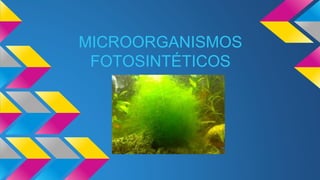 MICROORGANISMOS
FOTOSINTÉTICOS
 