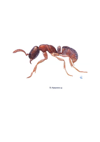 El Mundo de las Hormigas