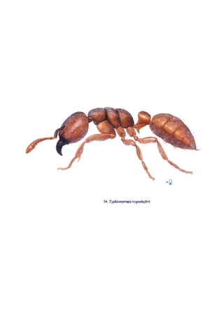 El Mundo de las Hormigas