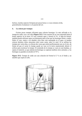 El Mundo de las Hormigas