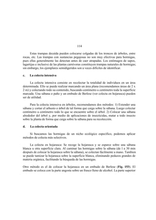 El Mundo de las Hormigas