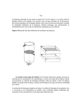 El Mundo de las Hormigas