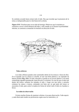 El Mundo de las Hormigas