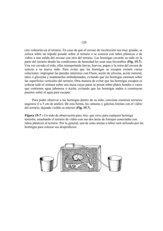 El Mundo de las Hormigas