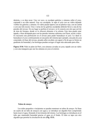 El Mundo de las Hormigas