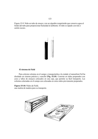 El Mundo de las Hormigas