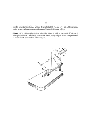 El Mundo de las Hormigas