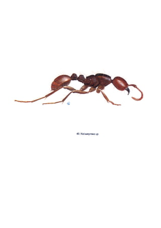 El Mundo de las Hormigas