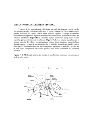 El Mundo de las Hormigas