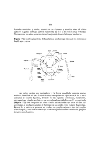 El Mundo de las Hormigas