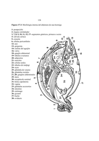 El Mundo de las Hormigas