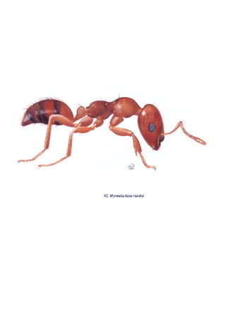 El Mundo de las Hormigas