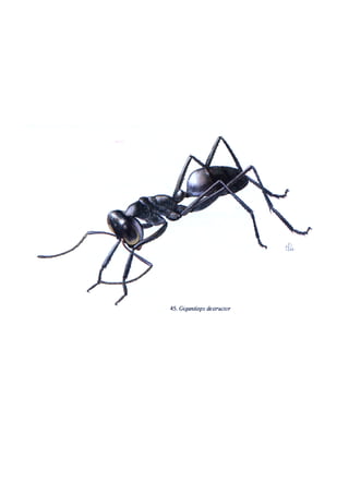 El Mundo de las Hormigas