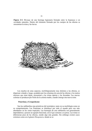 El Mundo de las Hormigas