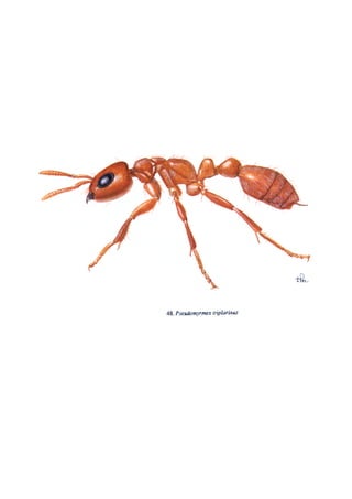 El Mundo de las Hormigas