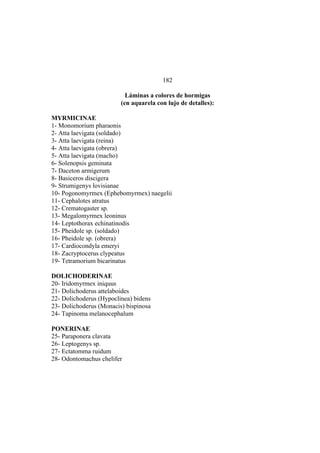 El Mundo de las Hormigas