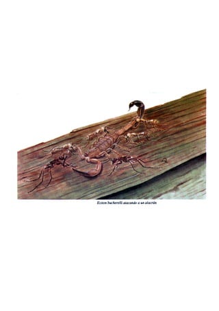 El Mundo de las Hormigas