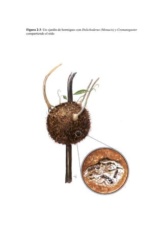 El Mundo de las Hormigas