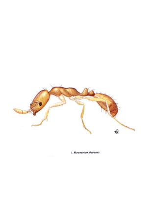 El Mundo de las Hormigas