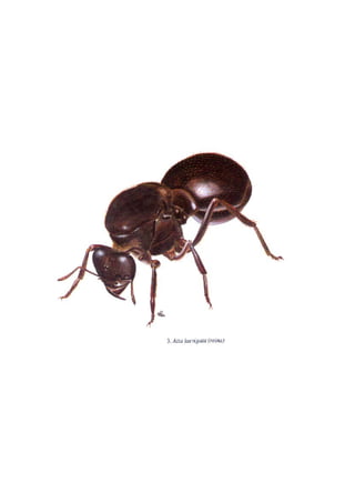 El Mundo de las Hormigas