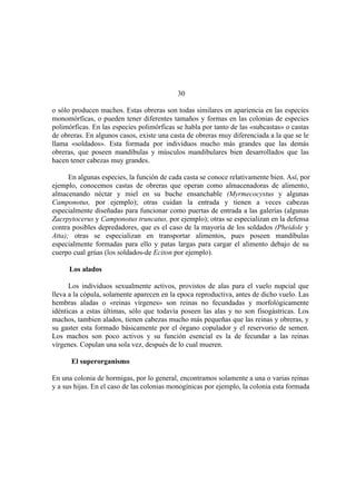 El Mundo de las Hormigas