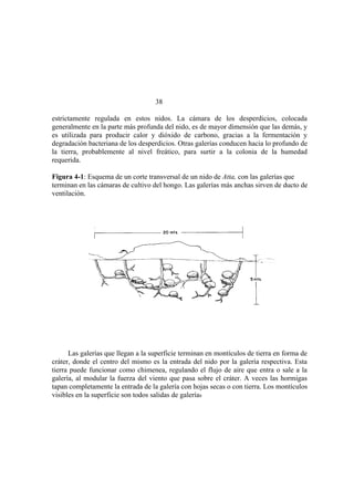 El Mundo de las Hormigas