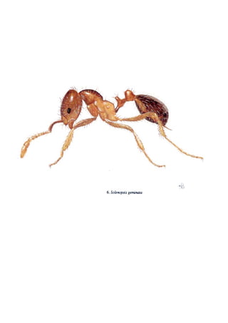 El Mundo de las Hormigas