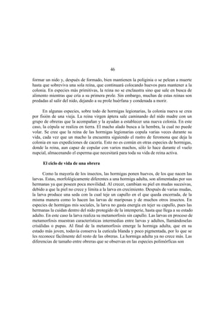 El Mundo de las Hormigas