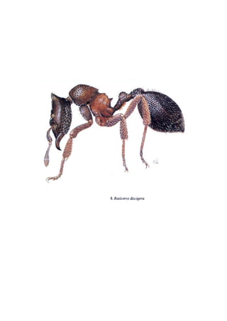 El Mundo de las Hormigas