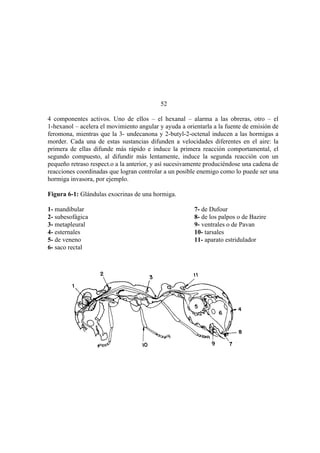 El Mundo de las Hormigas
