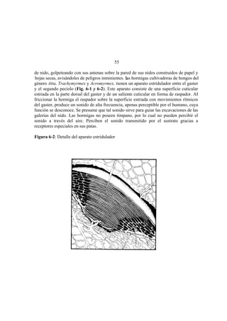 El Mundo de las Hormigas