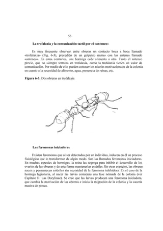 El Mundo de las Hormigas