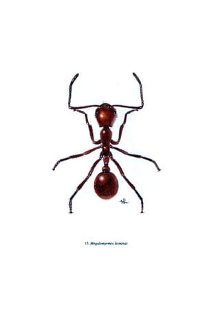 El Mundo de las Hormigas