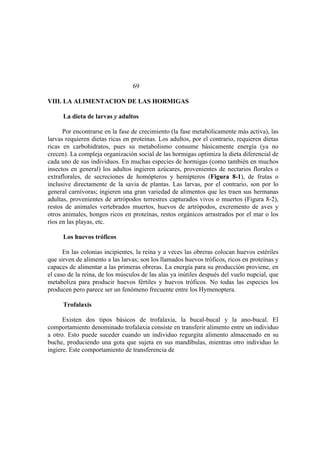 El Mundo de las Hormigas