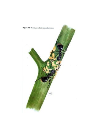 El Mundo de las Hormigas