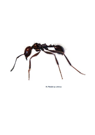 El Mundo de las Hormigas